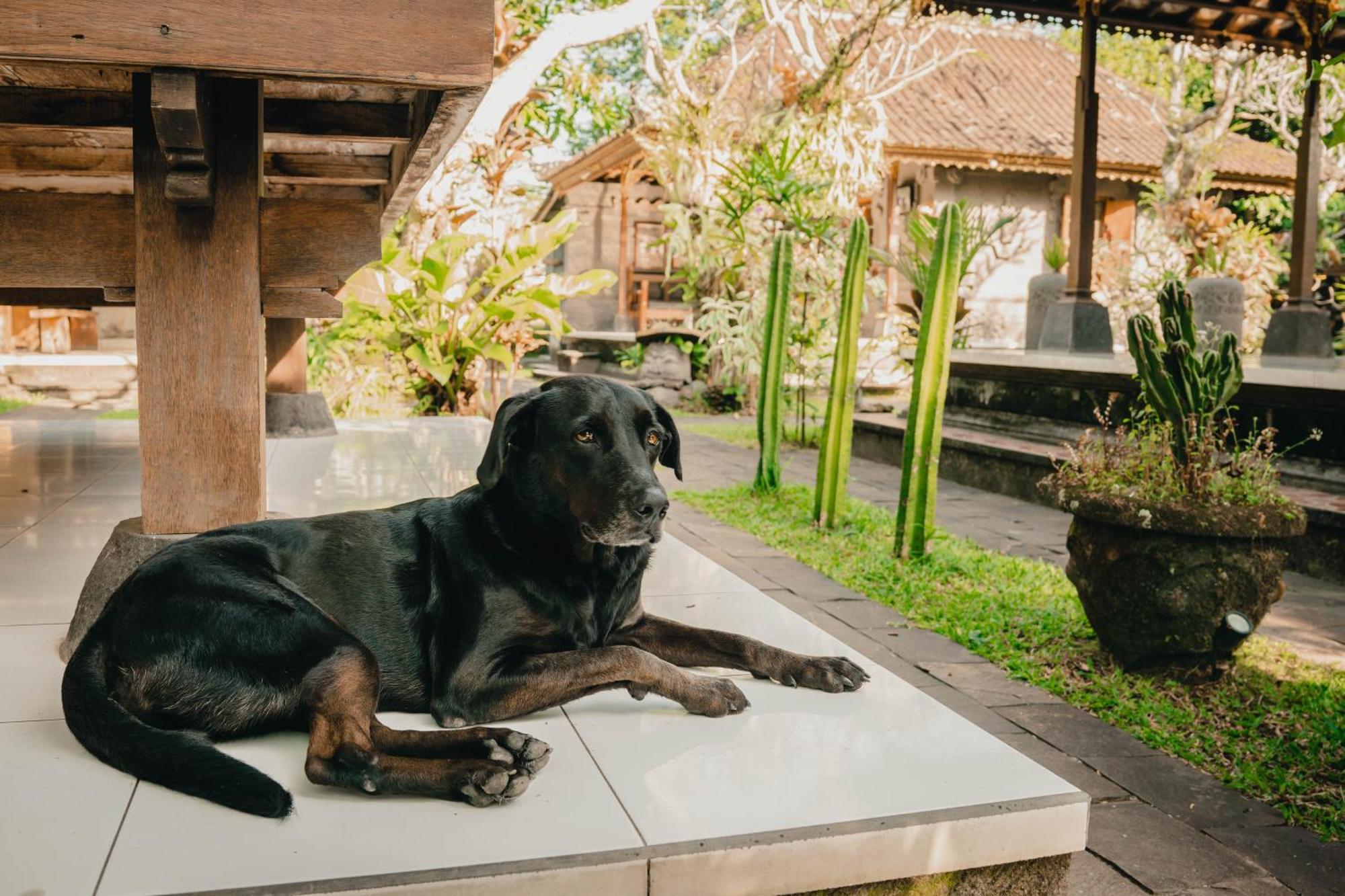 Bramasa Ubud Guest House Zewnętrze zdjęcie